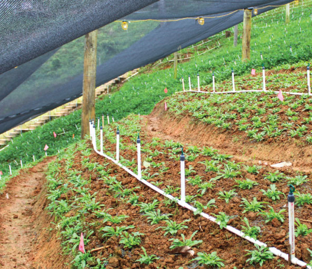 agro Viva la Cosecha